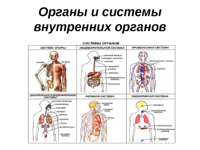 Органы и системы внутренних органов