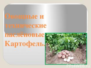 Овощные и технические паслёновые. Картофель.