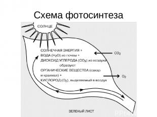 Схема фотосинтеза