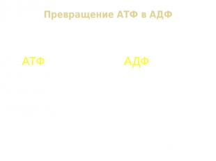 Превращение АТФ в АДФ АТФ + Н2О АДФ + Н3РО4