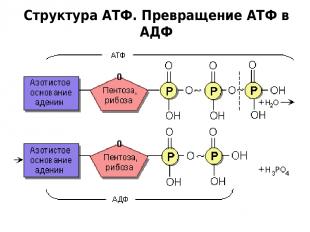 Структура АТФ. Превращение АТФ в АДФ