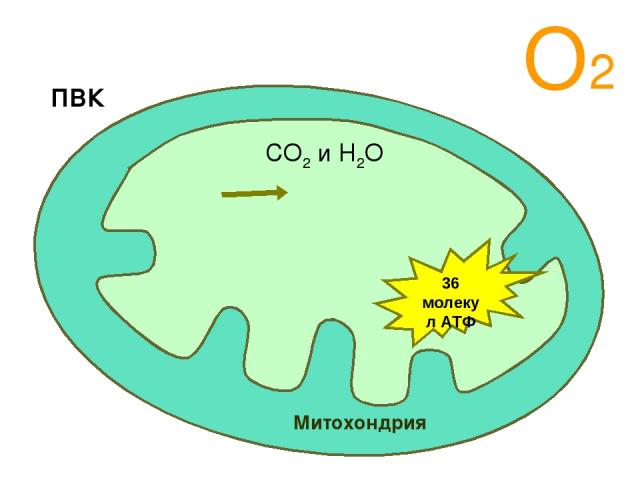 О2 Митохондрия ПВК СО2 и Н2О 36 молекул АТФ Аэробный этап