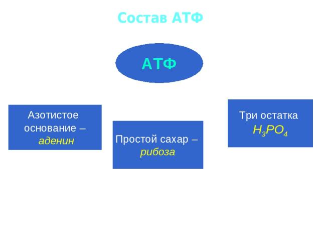 Состав АТФ АТФ Азотистое основание – аденин Простой сахар – рибоза Три остатка Н3РО4