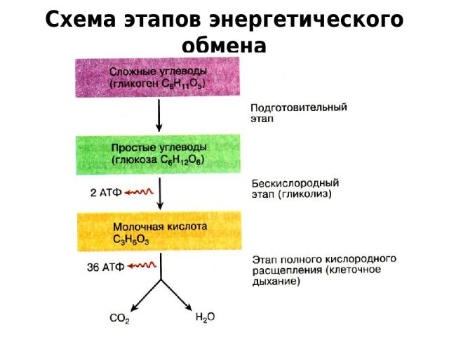 Схема этапов энергетического обмена