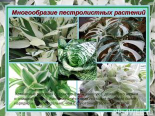 Многообразие пестролистных растений Комнатные растения создают в помещении уют,