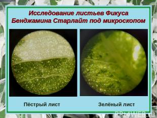 Исследование листьев Фикуса Бенджамина Старлайт под микроскопом Пёстрый лист Зел
