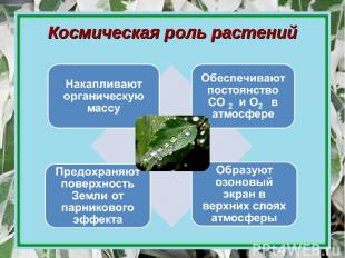 Космическая роль растений