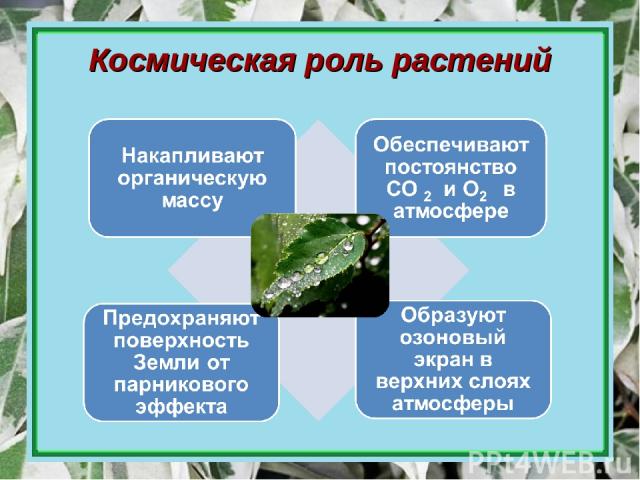 Космическая роль растений