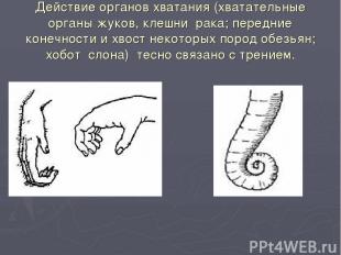 Действие органов хватания (хватательные органы жуков, клешни  рака; передние кон