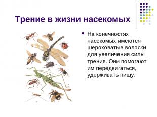 Трение в жизни насекомых На конечностях насекомых имеются шероховатые волоски дл