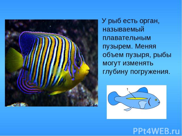 У рыб есть орган, называемый плавательным пузырем. Меняя объем пузыря, рыбы могут изменять глубину погружения.