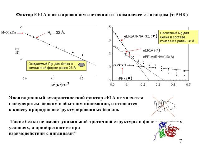 Rg = 32 Å, Oжидаемый Rg для белка в компактной форме равен 26 Å т-РНК (●) eEF1A:tRNA=3:1 (▼) eEF1A (○) eEF1A:tRNA=1:3 (Δ) Расчетный Rg для белка в составе комплекса равен 28 Å. Элонгационный эукариотический фактор eF1A не являeтся глобулярным белком…