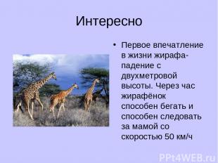 Интересно Первое впечатление в жизни жирафа- падение с двухметровой высоты. Чере