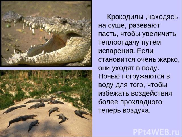 Крокодилы ,находясь на суше, разевают пасть, чтобы увеличить теплоотдачу путём испарения. Если становится очень жарко, они уходят в воду. Ночью погружаются в воду для того, чтобы избежать воздействия более прохладного теперь воздуха.