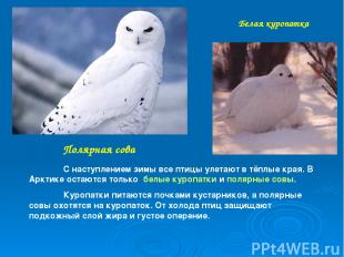 Полярная сова Белая куропатка С наступлением зимы все птицы улетают в тёплые кра