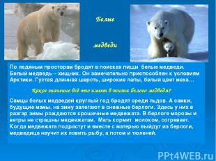 Белые медведи По ледяным просторам бродят в поисках пищи белые медведи. Белый ме
