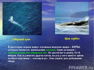 Северный кит Кит горбач В просторах океана живут огромные морские звери – КИТЫ,