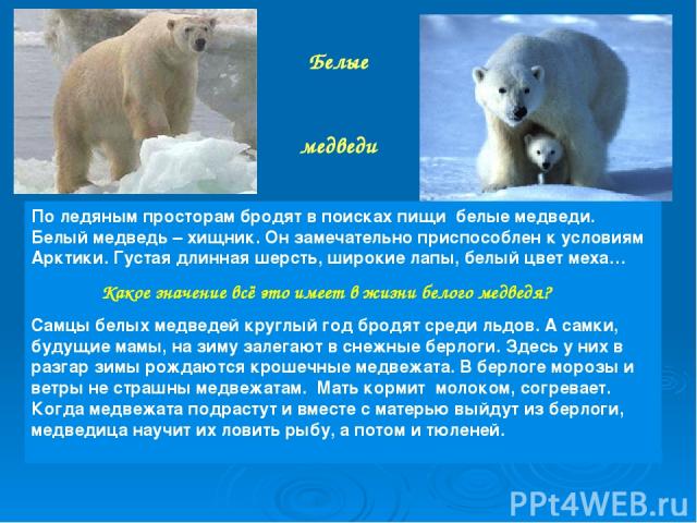 Белые медведи По ледяным просторам бродят в поисках пищи белые медведи. Белый медведь – хищник. Он замечательно приспособлен к условиям Арктики. Густая длинная шерсть, широкие лапы, белый цвет меха… Какое значение всё это имеет в жизни белого медвед…
