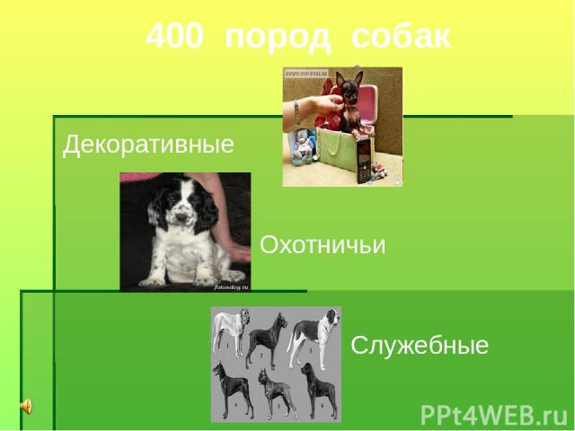 400 пород собак Декоративные Охотничьи Служебные
