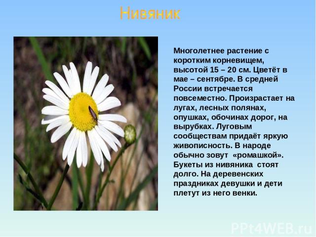 Многолетнее растение с коротким корневищем, высотой 15 – 20 см. Цветёт в мае – сентябре. В средней России встречается повсеместно. Произрастает на лугах, лесных полянах, опушках, обочинах дорог, на вырубках. Луговым сообществам придаёт яркую живопис…