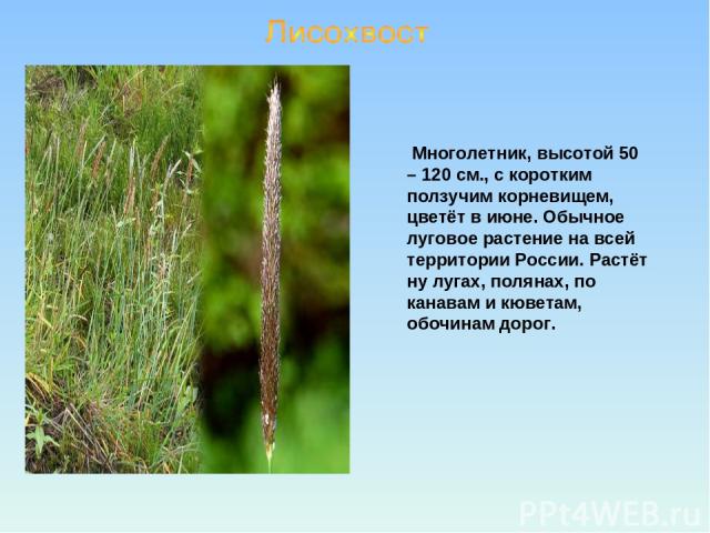 Многолетник, высотой 50 – 120 см., с коротким ползучим корневищем, цветёт в июне. Обычное луговое растение на всей территории России. Растёт ну лугах, полянах, по канавам и кюветам, обочинам дорог.