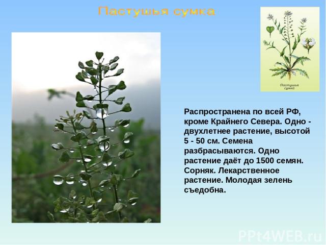 Распространена по всей РФ, кроме Крайнего Севера. Одно - двухлетнее растение, высотой 5 - 50 см. Семена разбрасываются. Одно растение даёт до 1500 семян. Сорняк. Лекарственное растение. Молодая зелень съедобна.