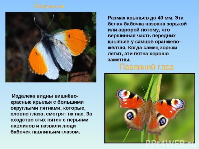 Размах крыльев до 40 мм. Эта белая бабочка названа зорькой или авророй потому, что вершинная часть передних крыльев у самцов оранжево-жёлтая. Когда самец зорьки летит, эти пятна хорошо заметны. Издалека видны вишнёво-красные крылья с большими округл…