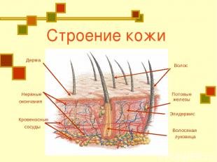 Строение кожи Дерма Волос Волосяная луковица Нервные окончания Кровеносные сосуд