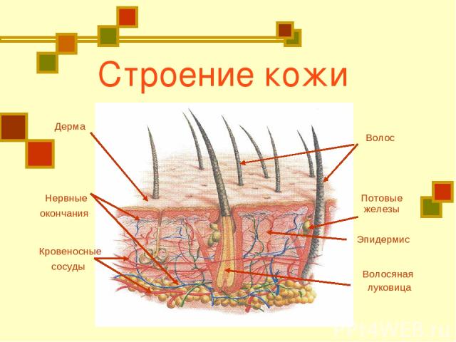 Строение кожи Дерма Волос Волосяная луковица Нервные окончания Кровеносные сосуды Эпидермис Потовые железы