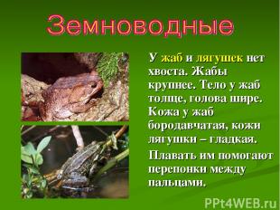 У жаб и лягушек нет хвоста. Жабы крупнее. Тело у жаб толще, голова шире. Кожа у
