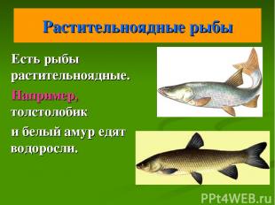 Растительноядные рыбы Есть рыбы растительноядные. Например, толстолобик и белый