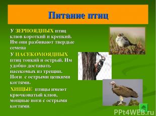 Питание птиц У ЗЕРНОЯДНЫХ птиц клюв короткий и крепкий. Им они разбивают твердые