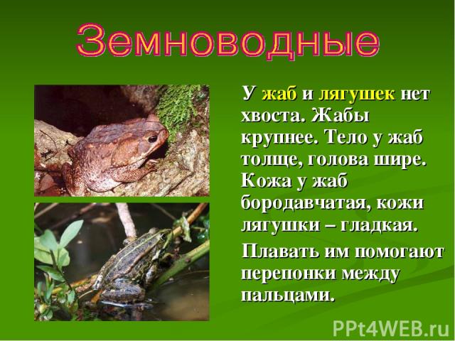 У жаб и лягушек нет хвоста. Жабы крупнее. Тело у жаб толще, голова шире. Кожа у жаб бородавчатая, кожи лягушки – гладкая. Плавать им помогают перепонки между пальцами.
