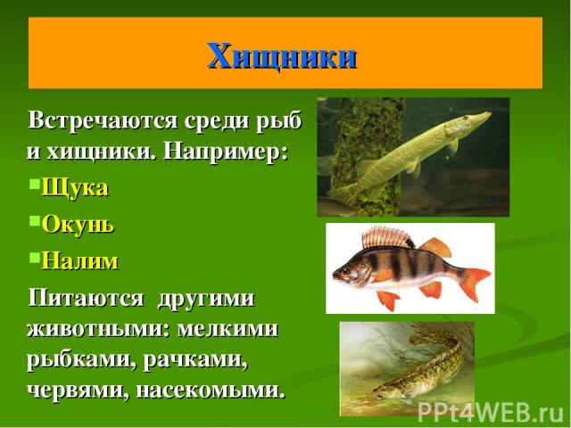 Хищники Встречаются среди рыб и хищники. Например: Щука Окунь Налим Питаются другими животными: мелкими рыбками, рачками, червями, насекомыми.