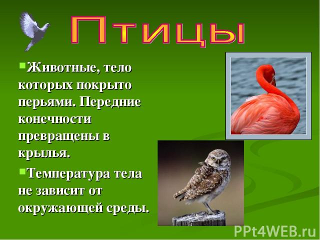 Животные, тело которых покрыто перьями. Передние конечности превращены в крылья. Температура тела не зависит от окружающей среды.