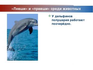 www.themegallery.com Company Logo «Левши» и «правши» среди животных У дельфинов