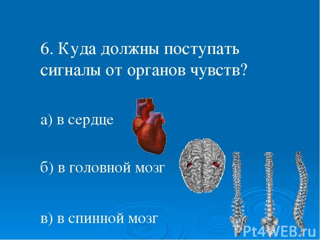 6. Куда должны поступать сигналы от органов чувств? а) в сердце б) в головной мозг в) в спинной мозг
