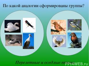 По какой аналогии сформированы группы? Перелетные и оседлые птицы