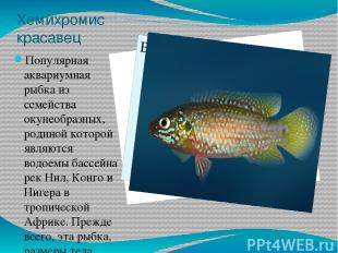 Хемихромис красавец Популярная аквариумная рыбка из семейства окунеобразных, род