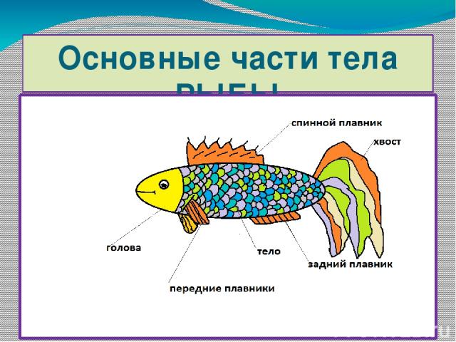 Какие отделы тела имеет рыба. Части рыбы. Части рыбы схема для детей. Основные части тела рыбы. Части тела рыбы 2 класс окружающий мир.