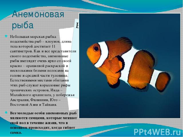Анемоновая рыба Небольшая морская рыбка подсемейства рыб – клоунов, длина тела которой достигает 11 сантиметров. Как и все представители своего подсемейства, анемоновые рыбы выглядят очень ярко со своей красно – оранжевой раскраской и несколькими бе…
