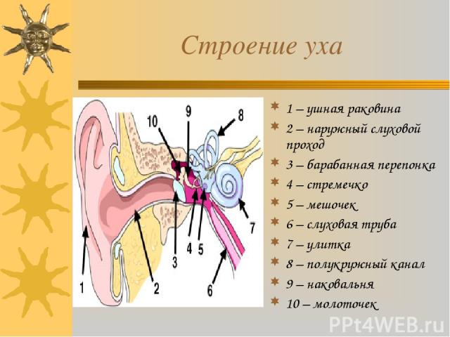 Строение уха 1 – ушная раковина 2 – наружный слуховой проход 3 – барабанная перепонка 4 – стремечко 5 – мешочек 6 – слуховая труба 7 – улитка 8 – полукружный канал 9 – наковальня 10 – молоточек
