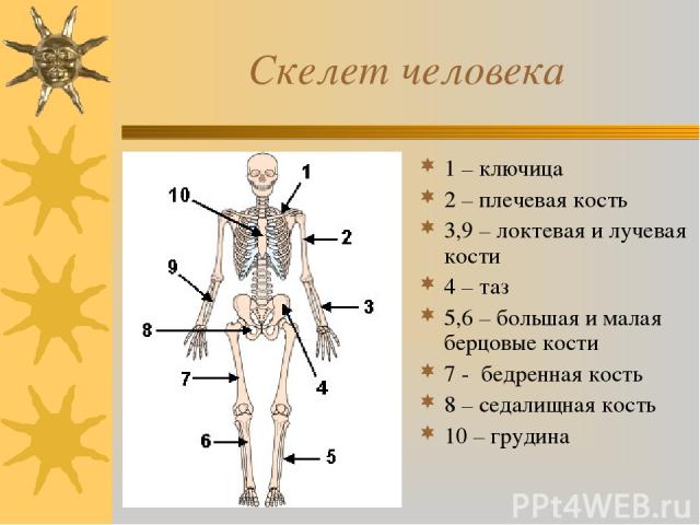 Скелет человека 1 – ключица 2 – плечевая кость 3,9 – локтевая и лучевая кости 4 – таз 5,6 – большая и малая берцовые кости 7 - бедренная кость 8 – седалищная кость 10 – грудина