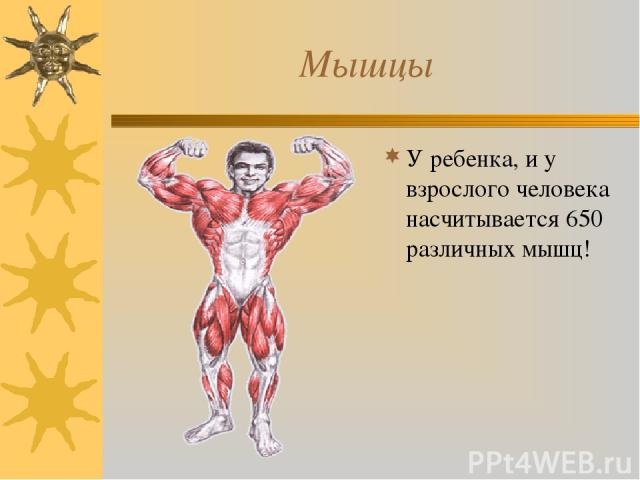 Мышцы У ребенка, и у взрослого человека насчитывается 650 различных мышц!