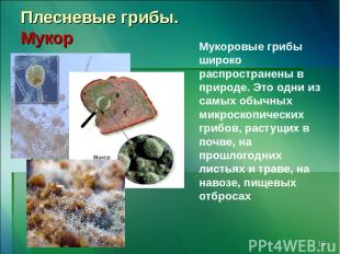 * Плесневые грибы. Мукор Мукоровые грибы широко распространены в природе. Это од
