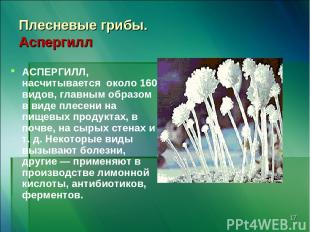 * Плесневые грибы. Аспергилл АСПЕРГИЛЛ, насчитывается около 160 видов, главным о