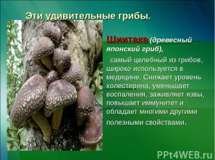 Эти удивительные грибы. Шиитаке (древесный японский гриб),   самый целебный из г