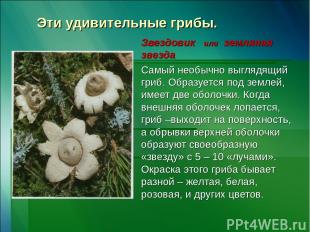 Эти удивительные грибы. Звездовик или земляная звезда Самый необычно выглядящий