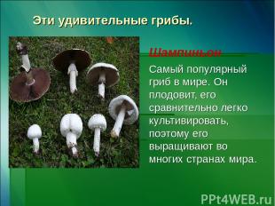 Эти удивительные грибы. Шампиньон Самый популярный гриб в мире. Он плодовит, его