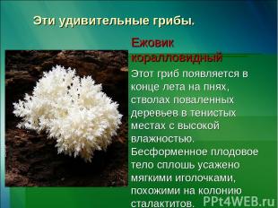 Эти удивительные грибы. Ежовик коралловидный Этот гриб появляется в конце лета н